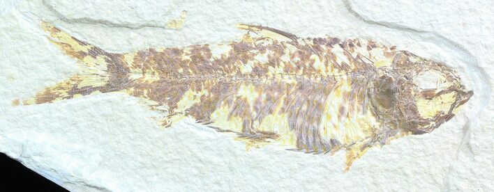 Bargain, Knightia Fossil Fish - Wyoming #50580